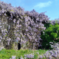 Cascina con Glicine