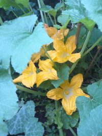 Fiori di zucchina del mio mini orto