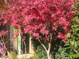 acero rosso in autunno