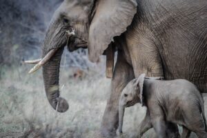 Elefanti e adolescenza